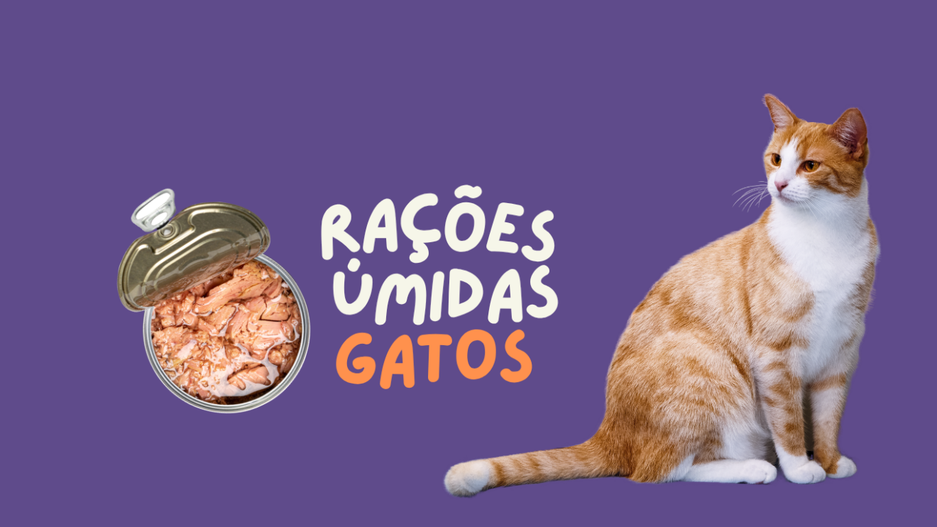 gatos